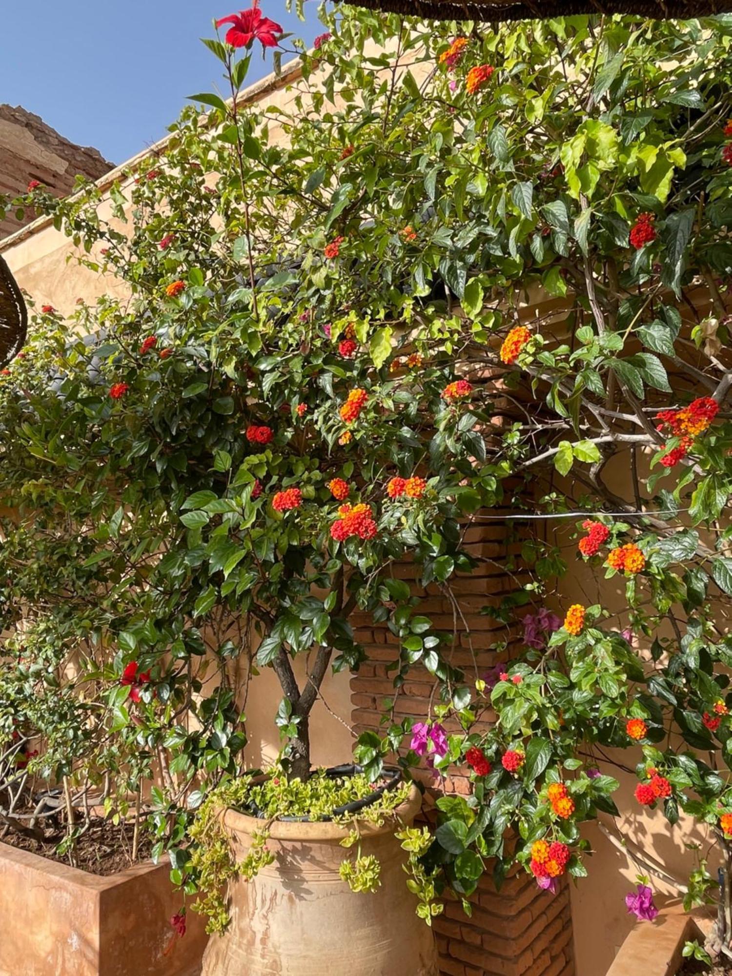Riad Zouhour マラケシュ エクステリア 写真